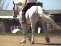 Percheron