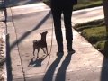 Dynamism of a dog on a leash