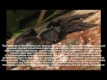 Soundstream tarantula
