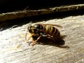 Montorock wasp