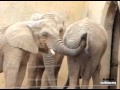 Supertaskers elephant