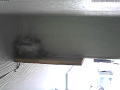 Swallow's nest