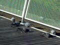 Ahuyentar palomas